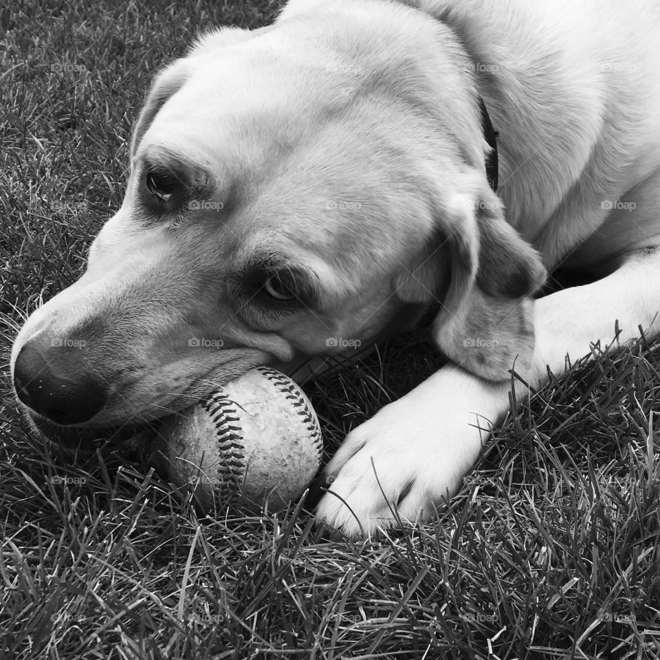 Labrador playing with baseball.