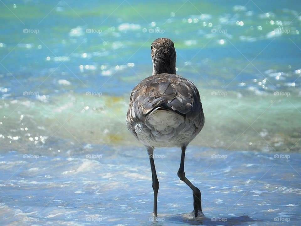 bird at beach