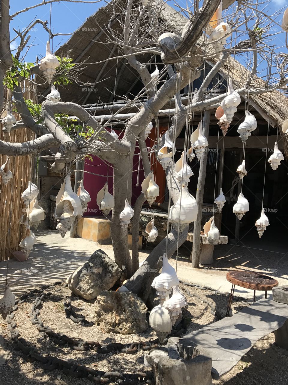 Shells hanging from tree