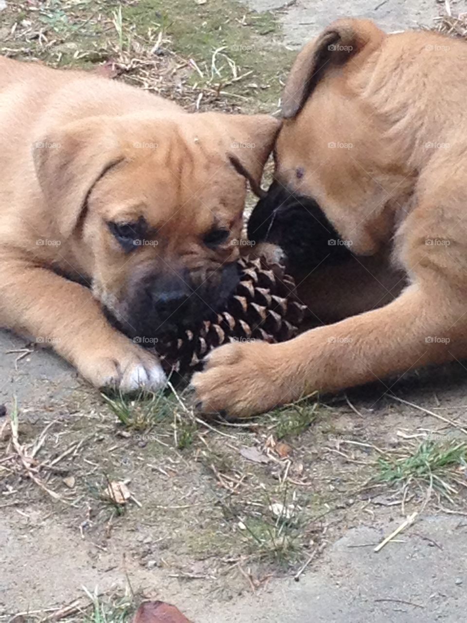 Puppies playing 