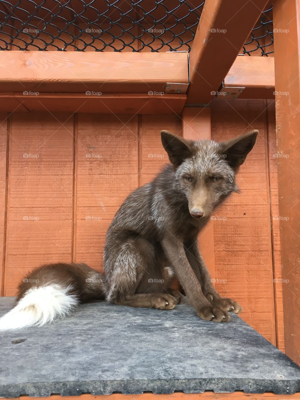 This is a designer fox, they are breed and slaughtered for their fur. This multi coloured one is going to live out the rest of his life (with the rest of his litter) at an animal sanctuary.