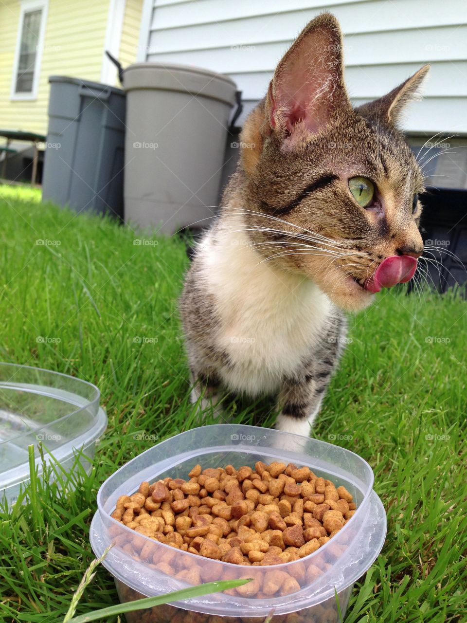 Domestic cat looking away