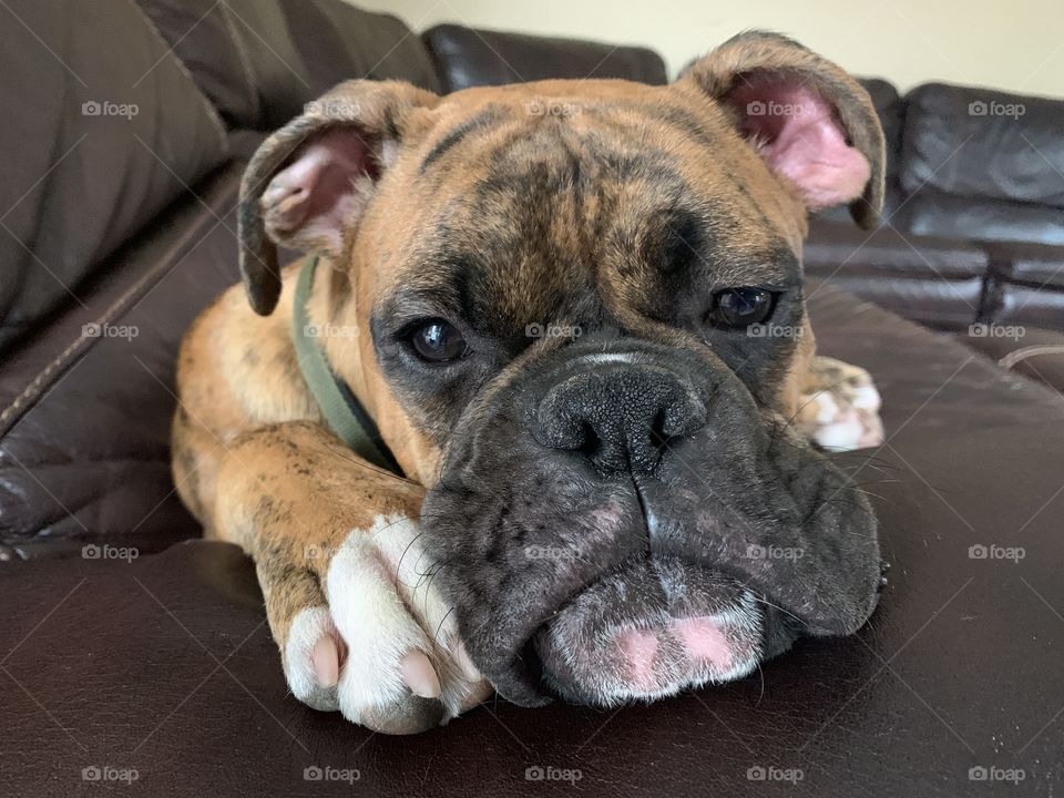 Puppy dog laying on the couch 