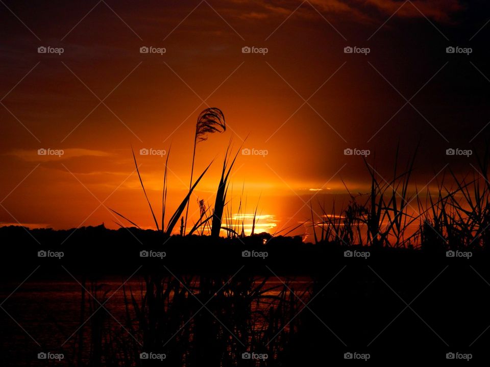 Pampas grass sunset