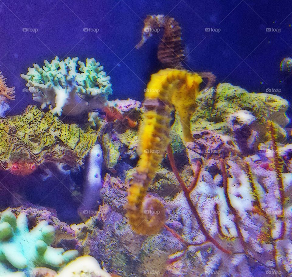 seahorses in the reef. caught 2 seahorses in this shot