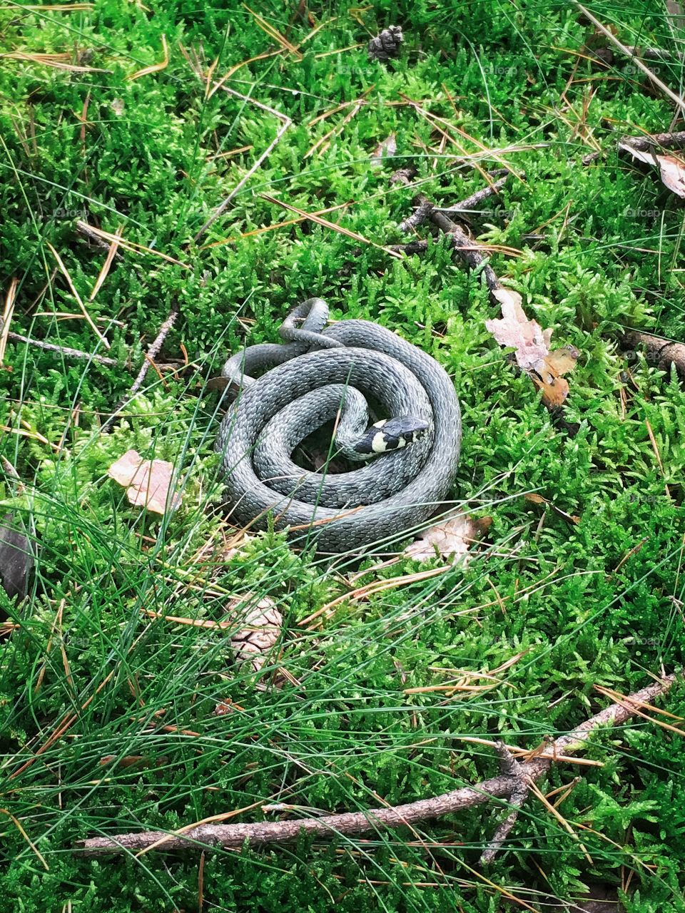 Snake in grass
