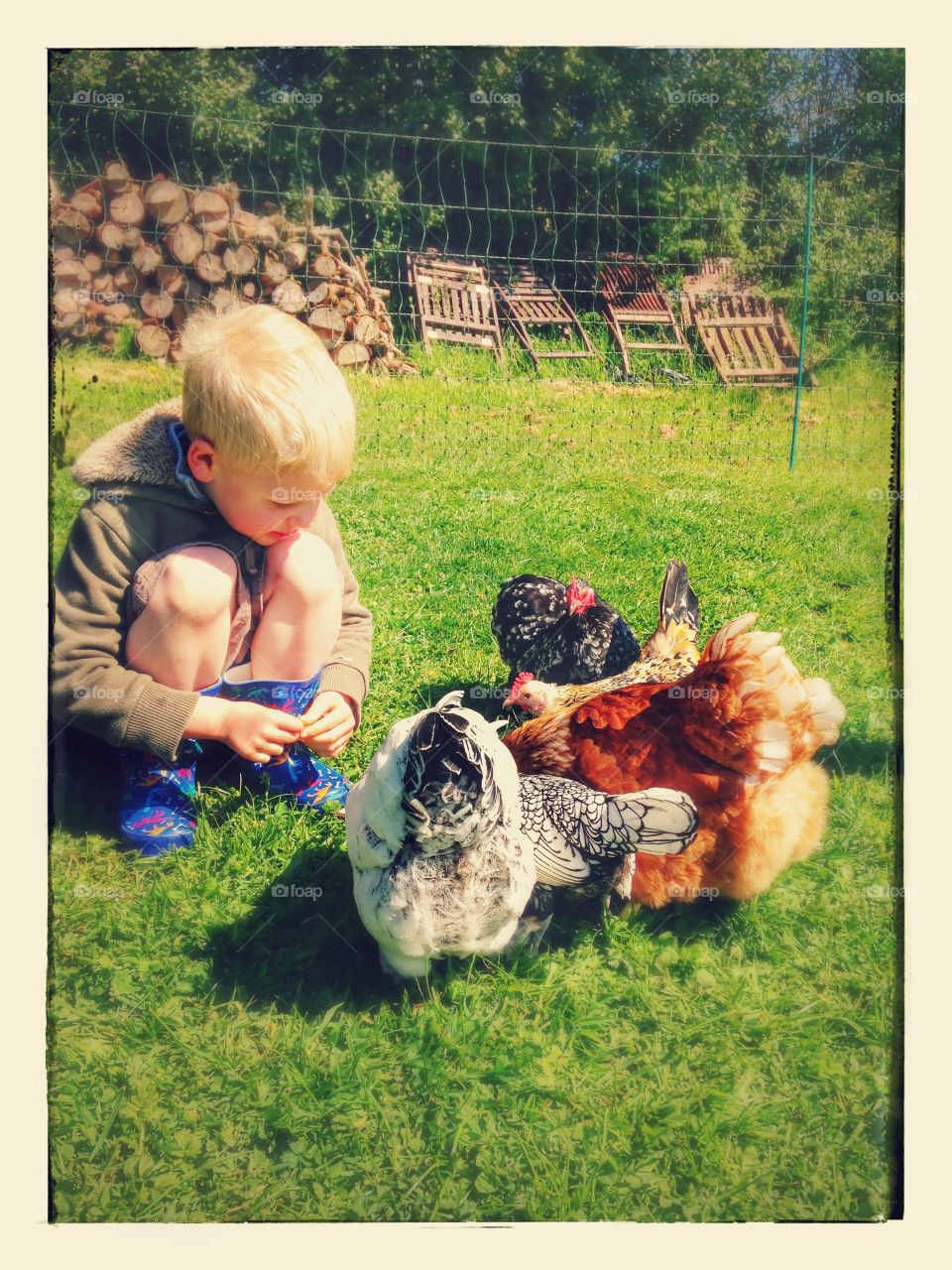 Chicken friends in Devon