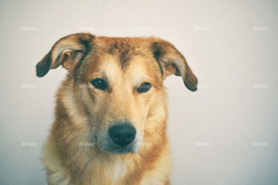 Portrait of yellow dog