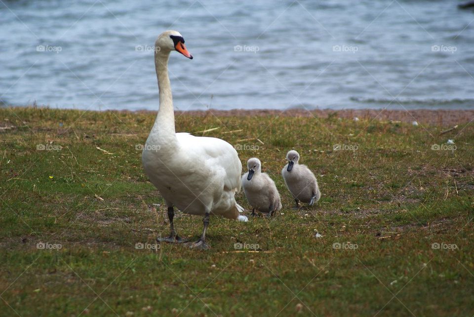 Swan family