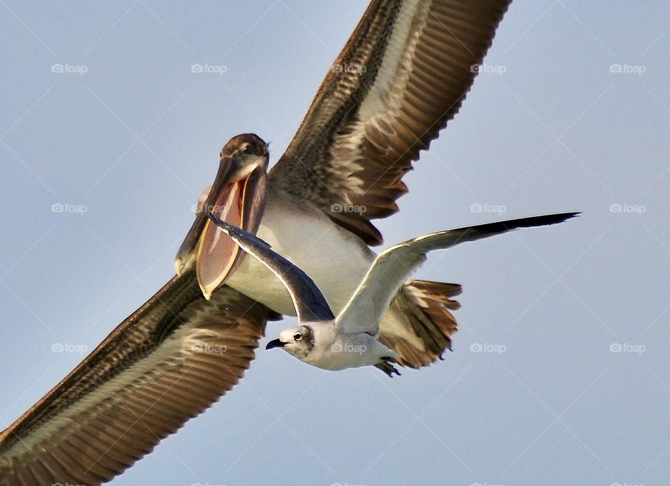 Pelican and seagull flying very close together 