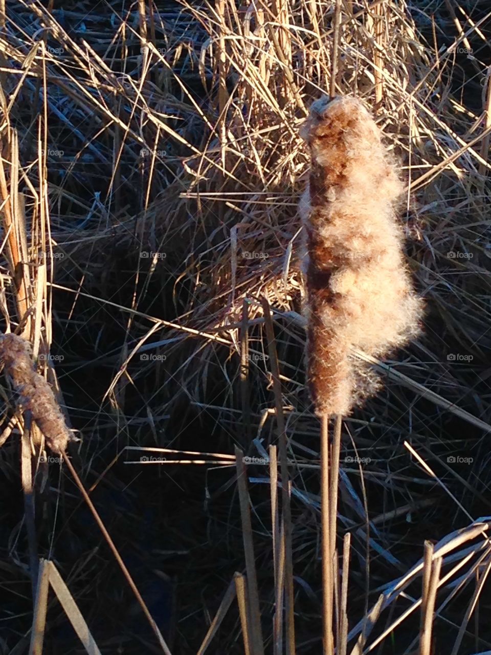 Cattail 2