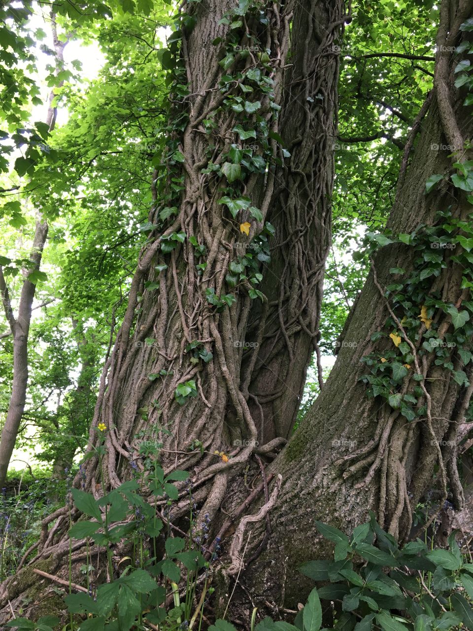 Ivy growing up a tree 