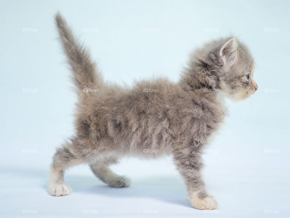 Younger kitten on blue background