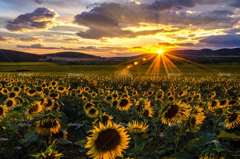 Beautiful Sunset, Sunflowers Field, Bulgaria