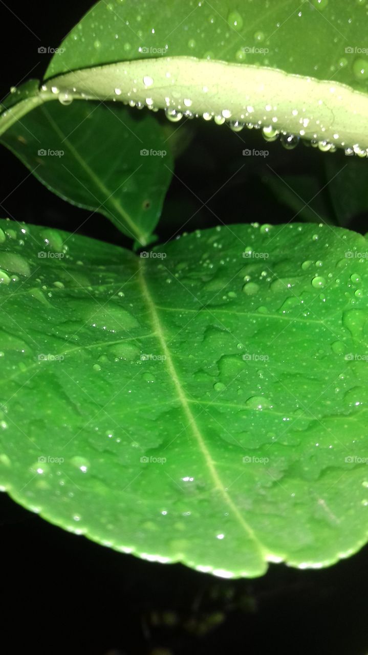 Green leves.raindrops..beautifully in nature