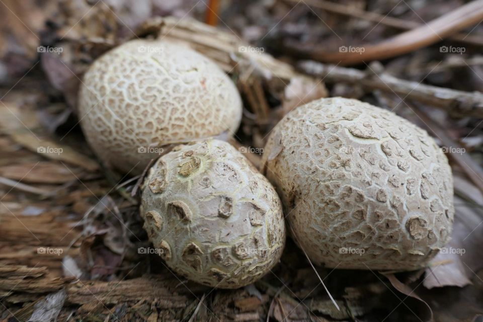 Three white ball mushrooms - 3