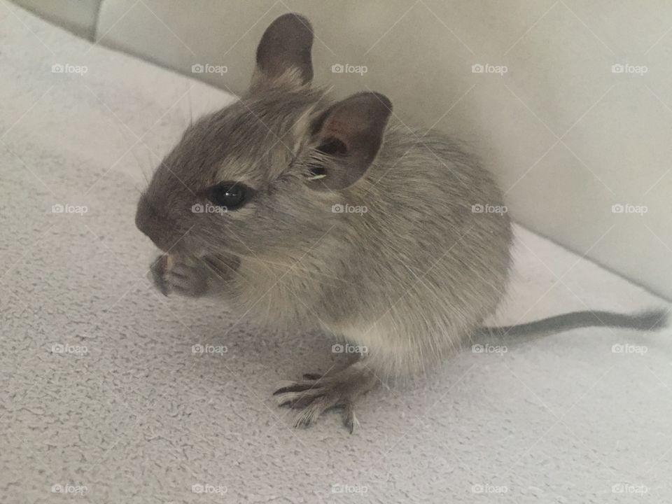 Degu
