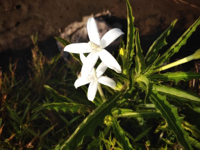 two white flowers are in bloom