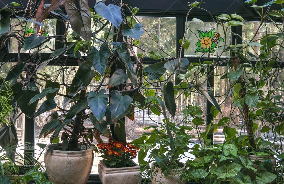 Decoration of the window with pots with home plants such as philodendron, chrysanthemums and syngonium in winter garden