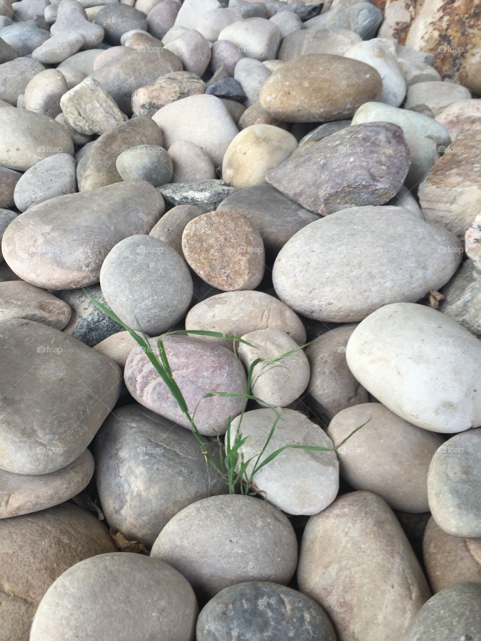 The little plant that could. Grass growing through rocks