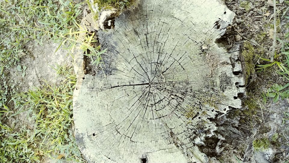 Top view of a tree trunk in state park.