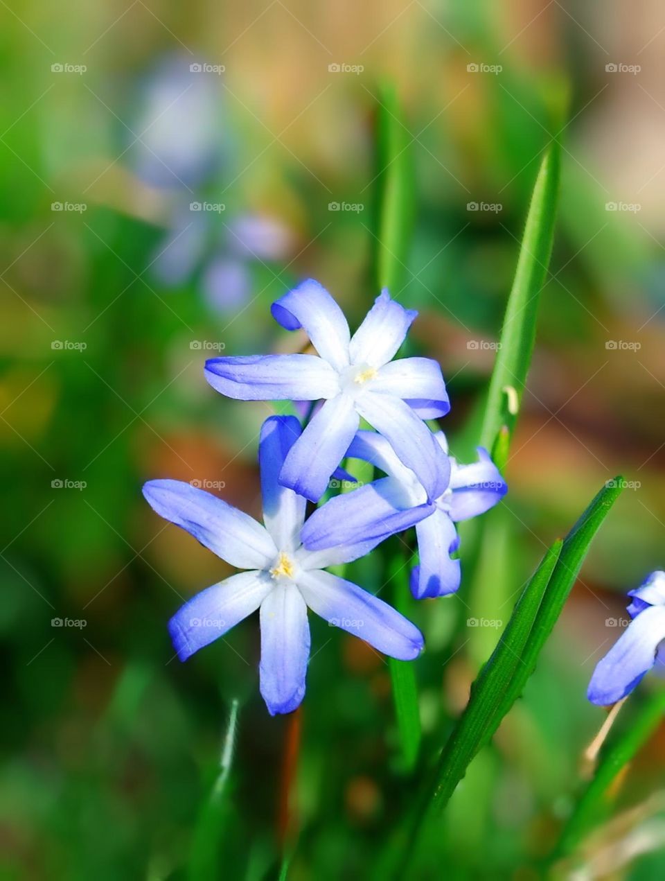 Spring flowers