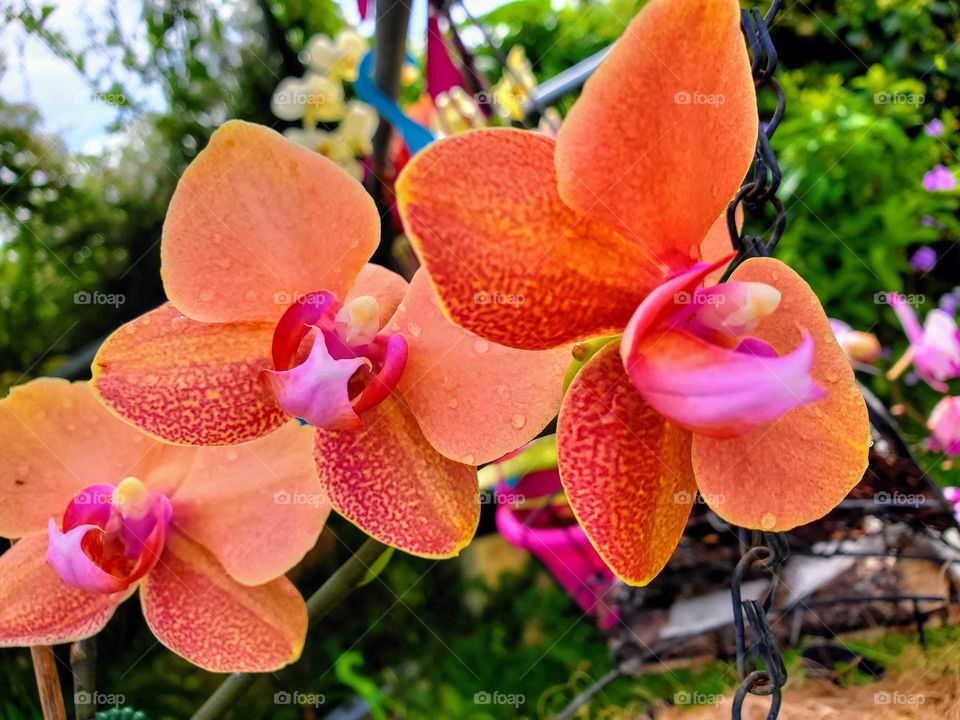 exotic orchids