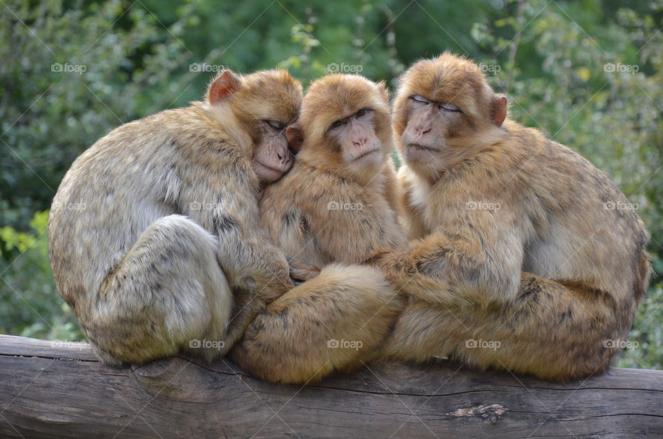 Three cuties chilling together