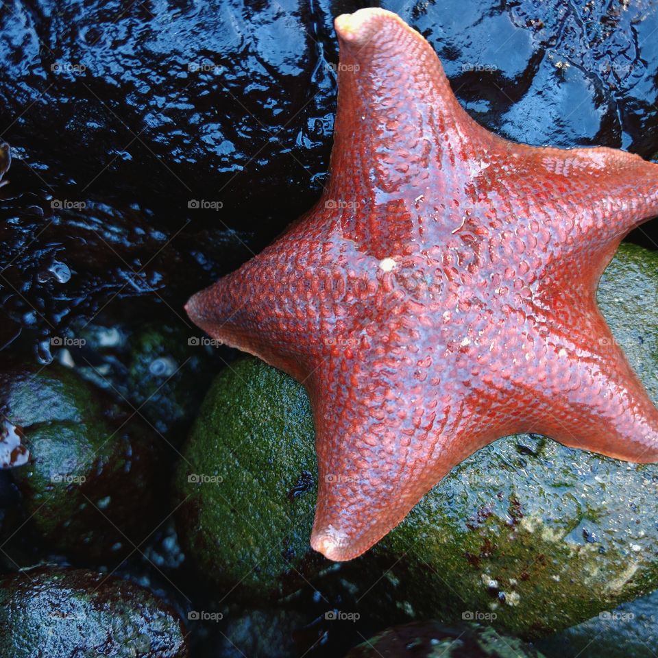 Starfish