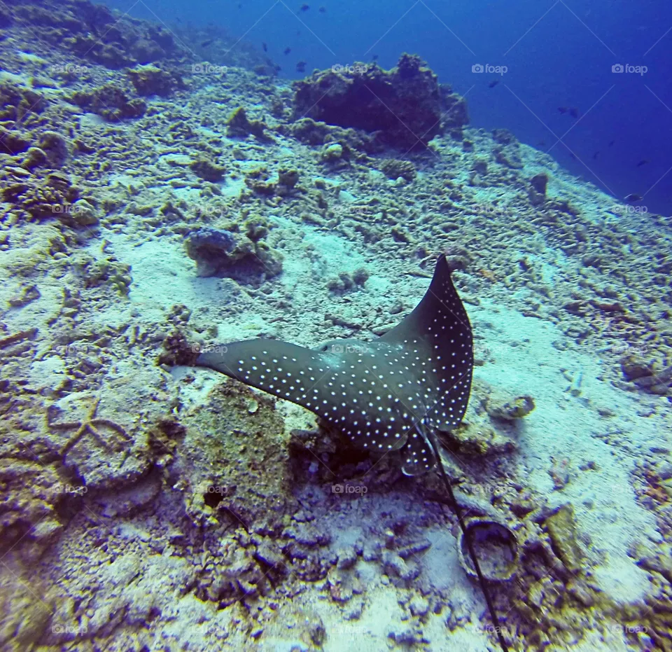 Dive