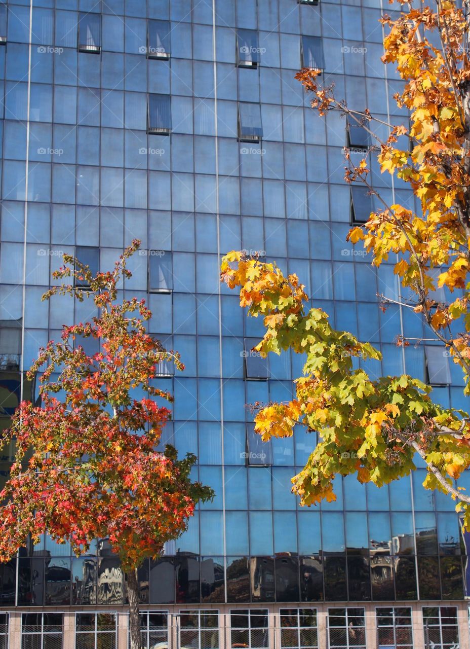 Two lovely trees in front of a large modern glass building. City greenery