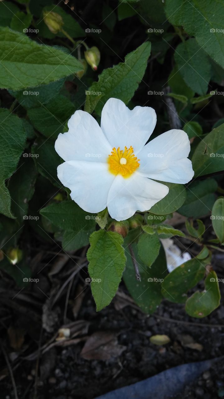 yellow and white flower