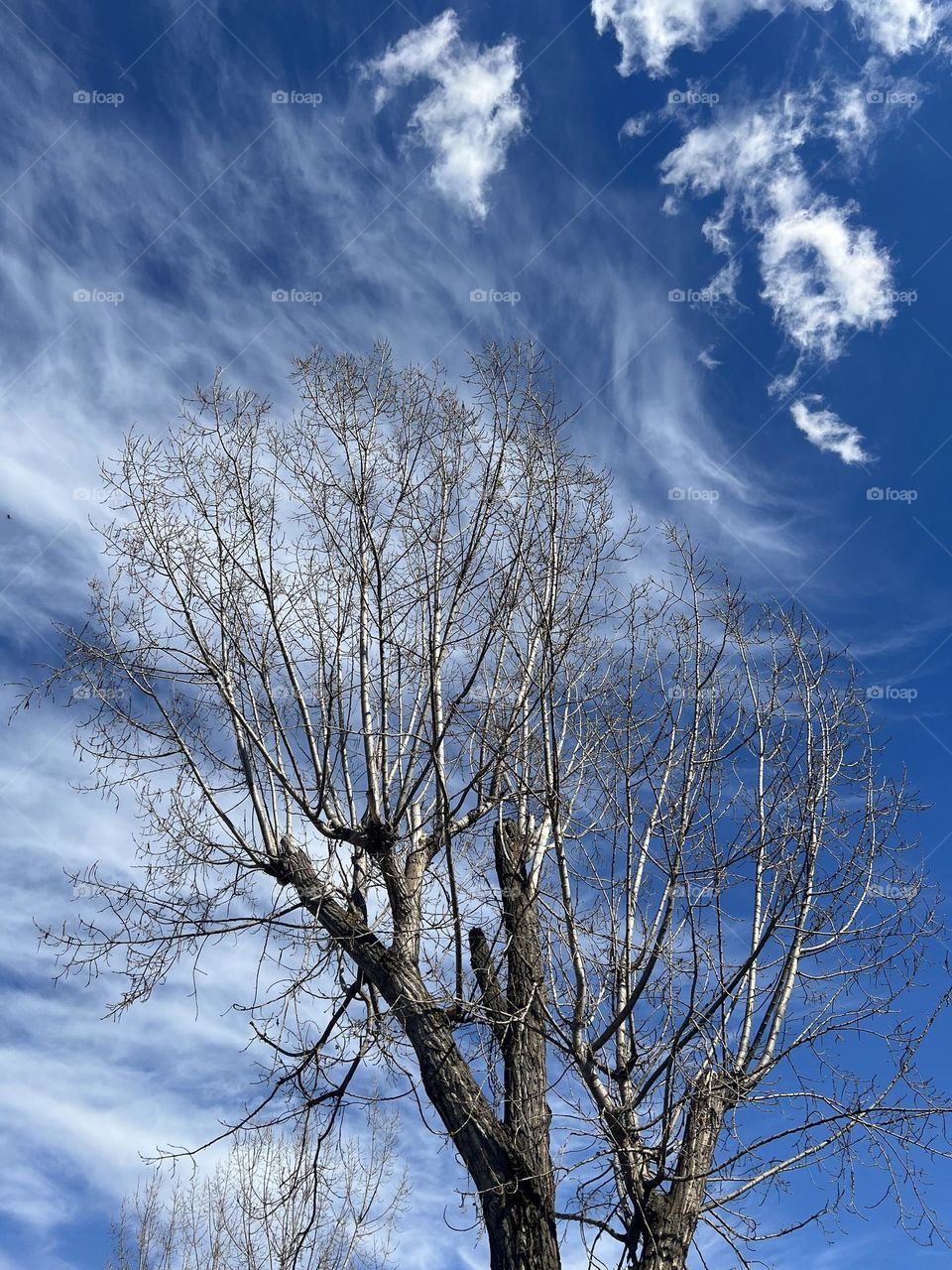 Tree-sky