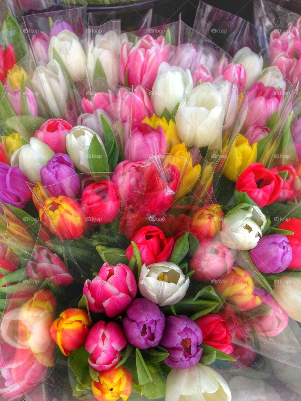 Tulips