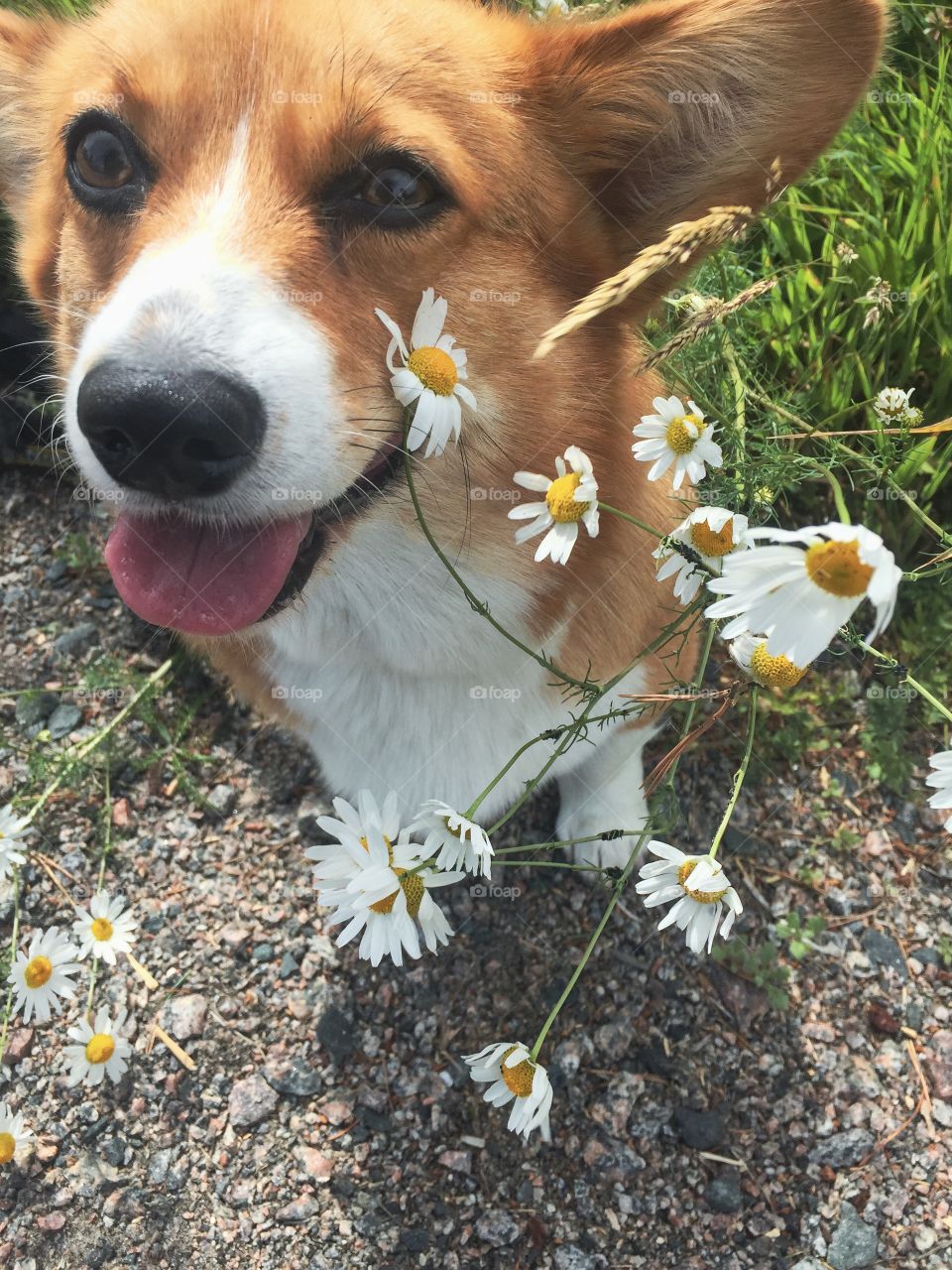 Cute dog. Corgi face 