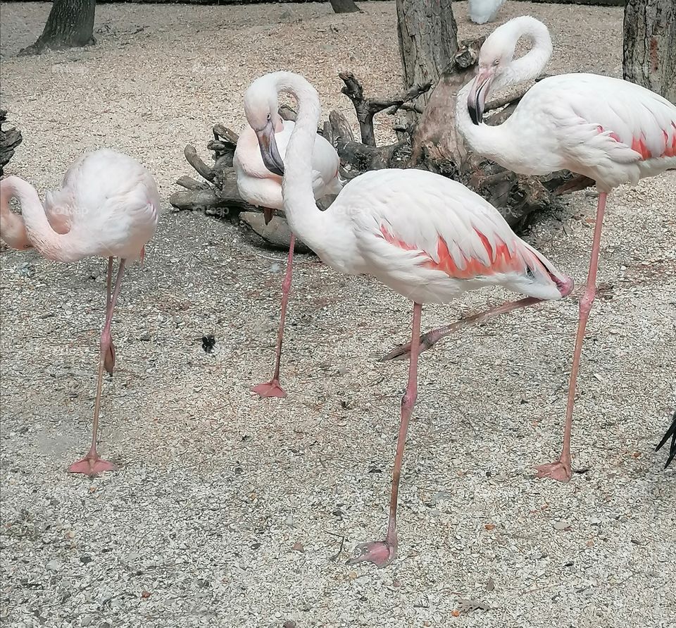 Flamingos are large waterfowl of the flaming family, average body length is 140 centimeters, wingspan is 120-160 centimeters, weight is 2000-4500 grams.