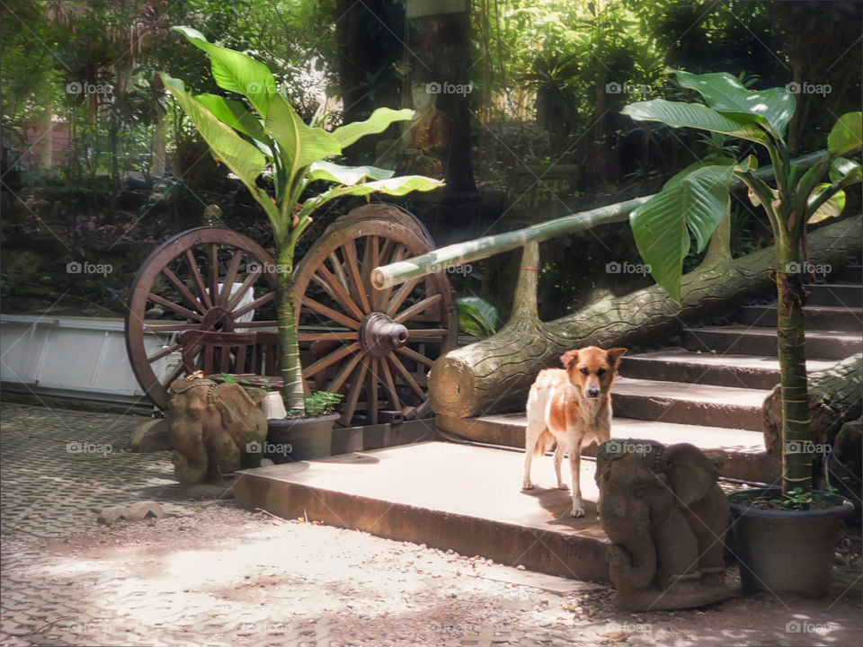 A lonely dog stands at the bottom of the stairs in a peaceful temple in the jungle. Chiang Mai, Thailand