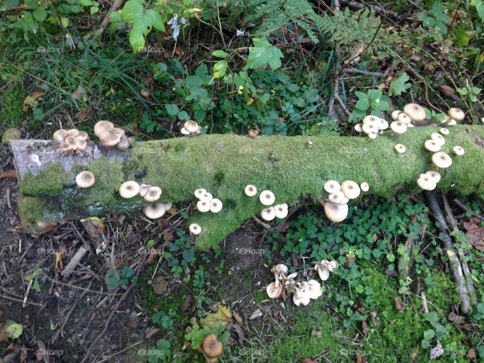 Mushrooms on a branch . In Gothenburg woodlands, mushrooms growing on a branch 