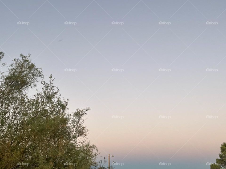 A tree with the background of the sky which is purple and dark blue.