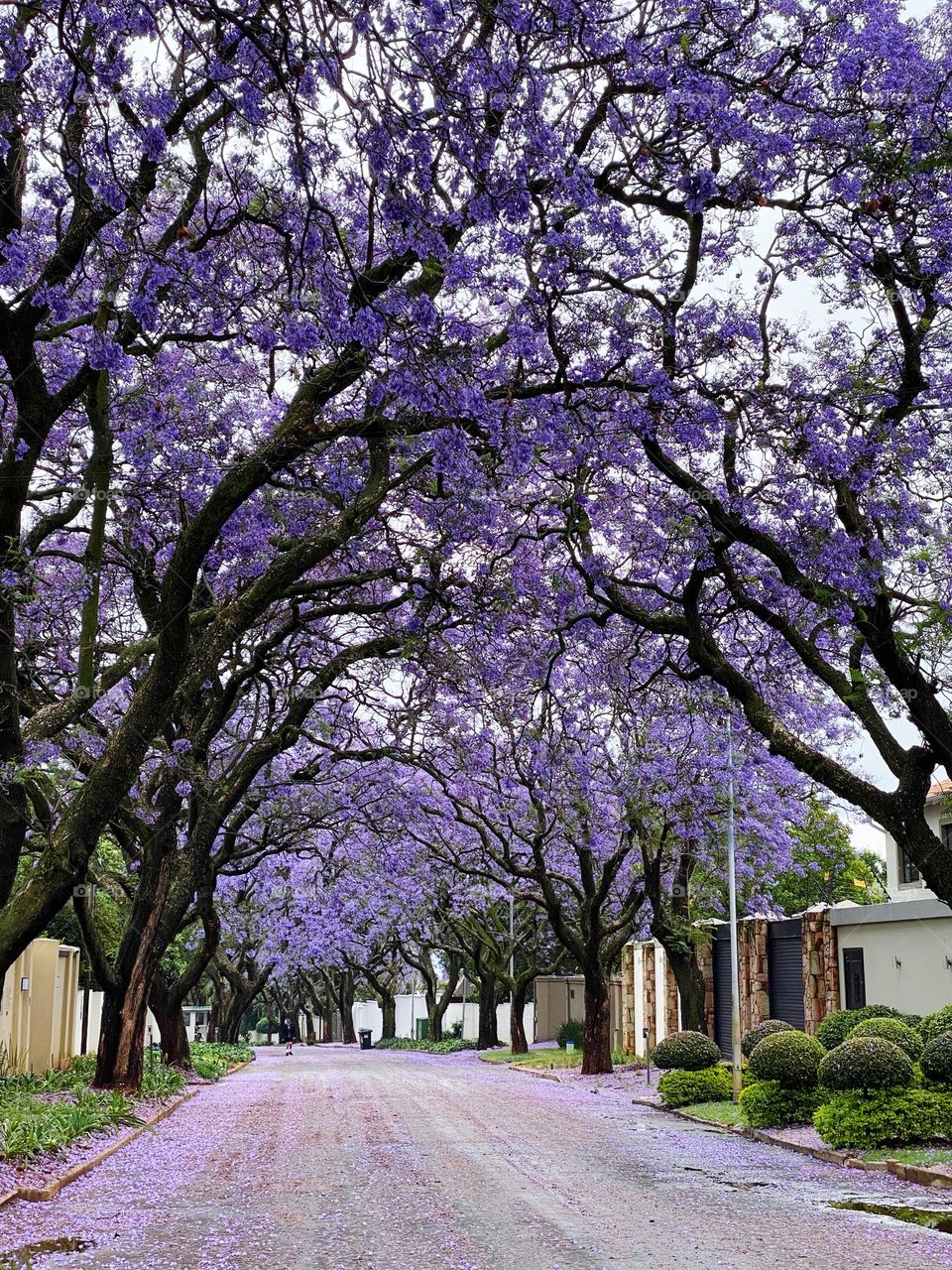 Jacaranda beauty