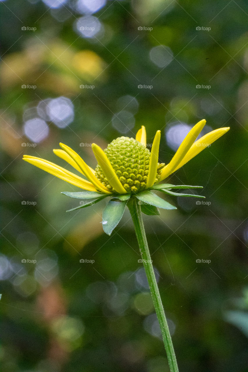 yellow flower