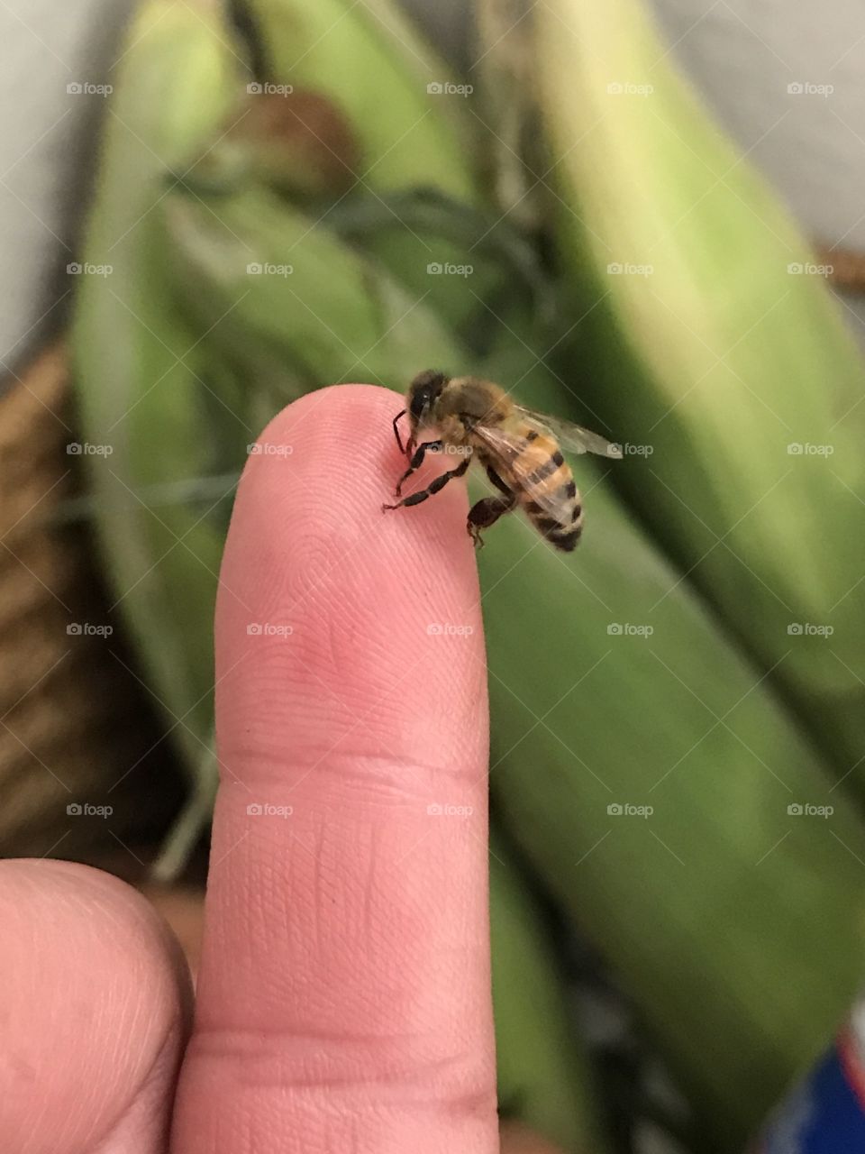 Bee on finger 