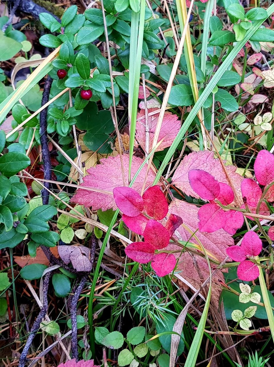 Lingonberry in the fall