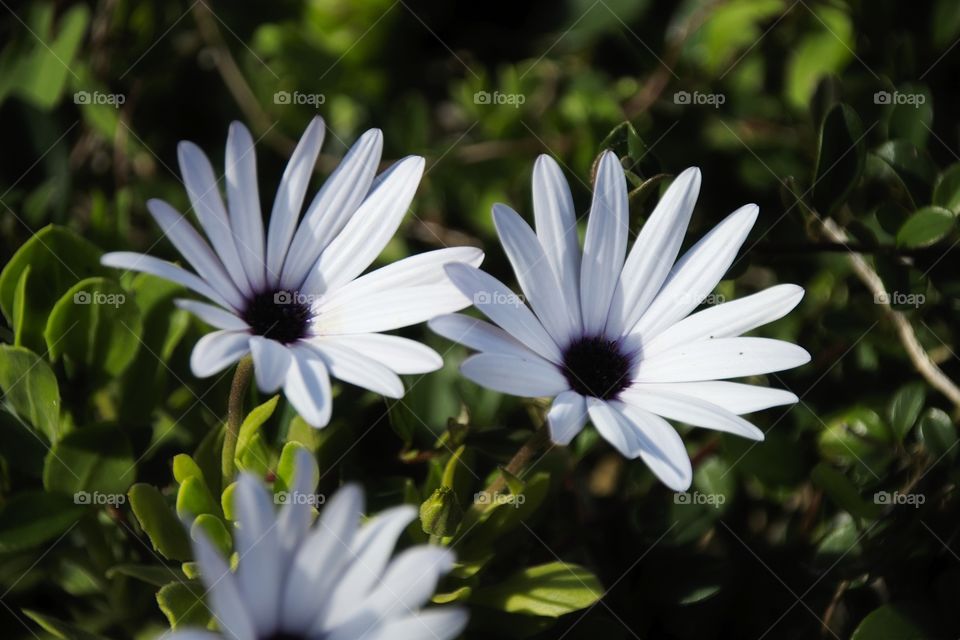 flower in the garden