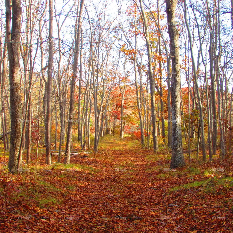 Foggy, trail, woods, foliage , forest, path