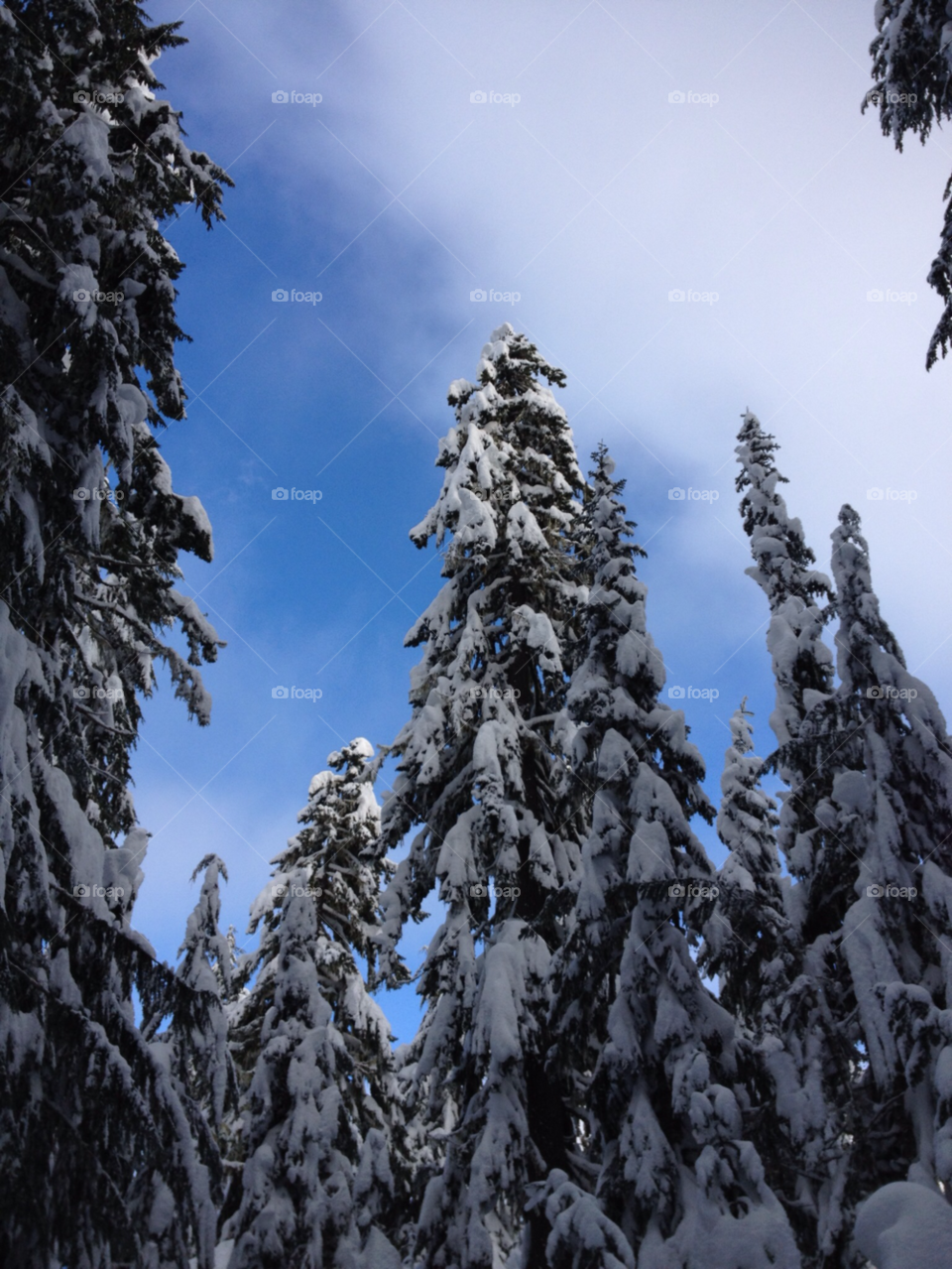 mt hood oregon snow winter trees by thecushman