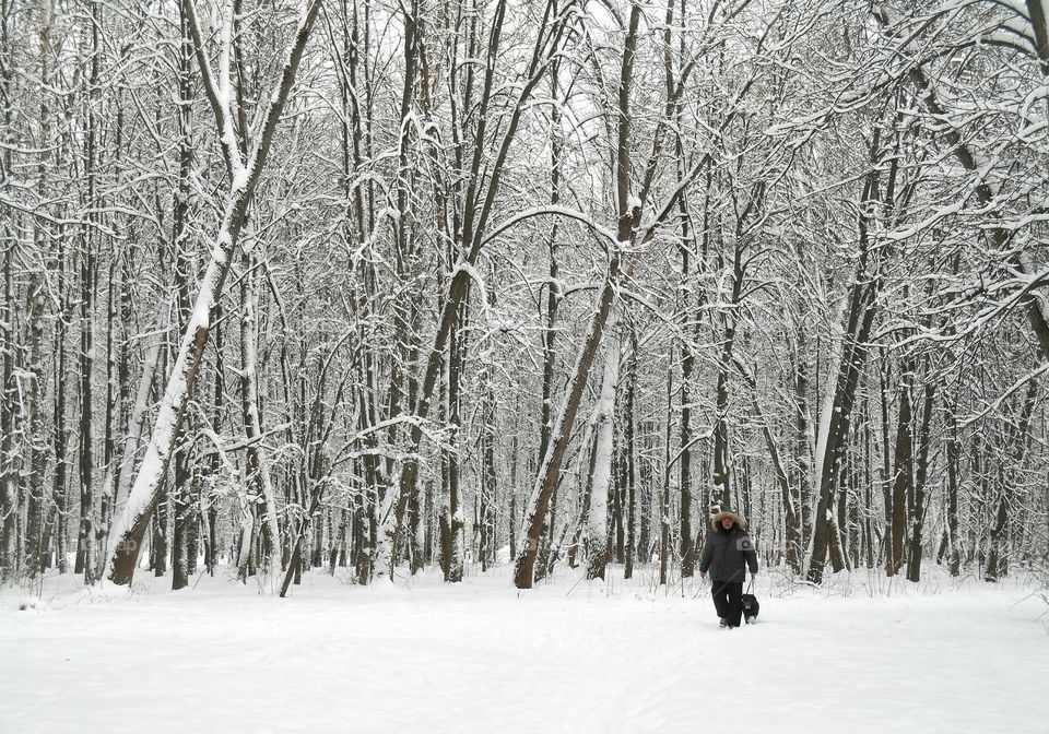 Winter, Snow, Cold, Wood, Frost