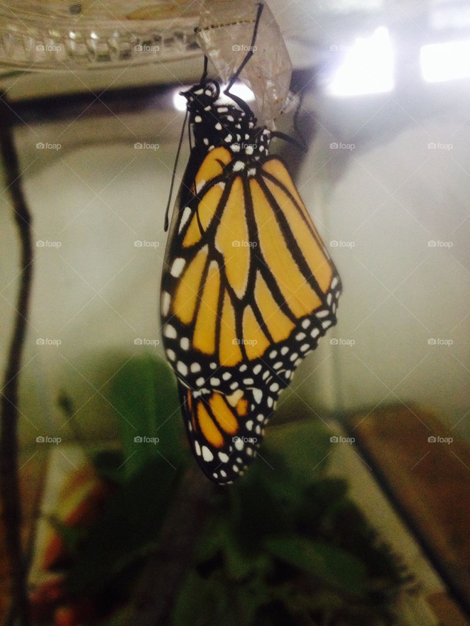 Raising a Monarch