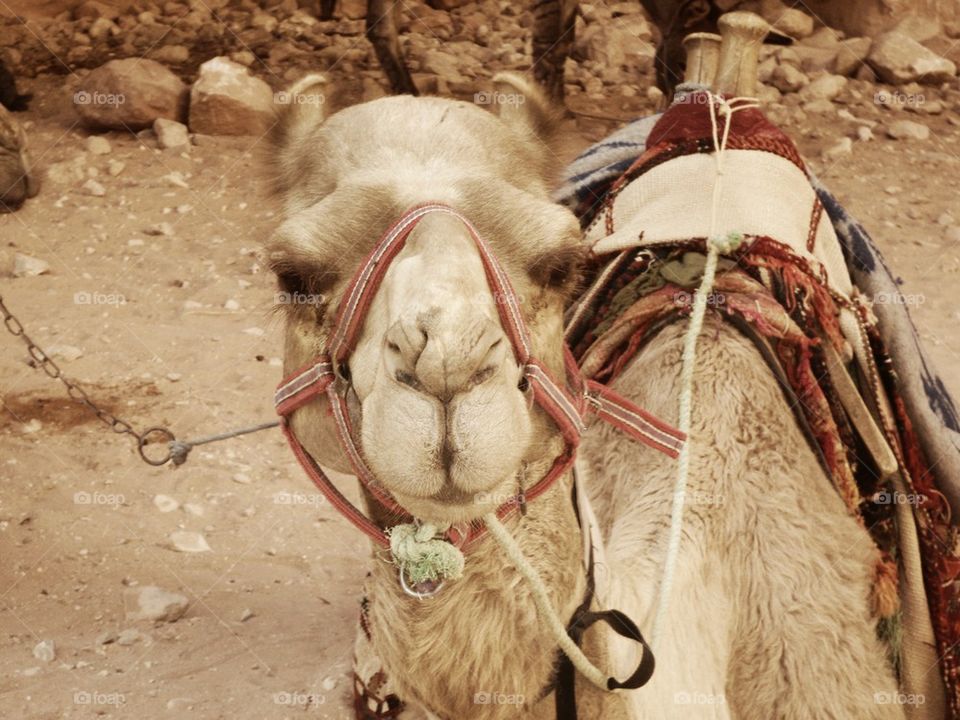 Camel 
