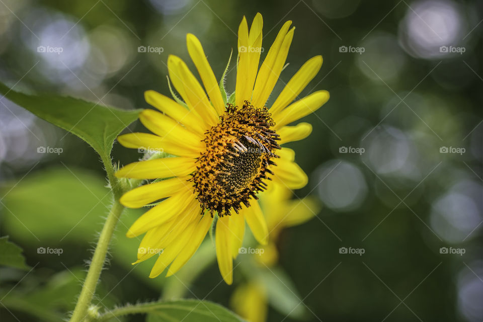 Sunflower with bokeh